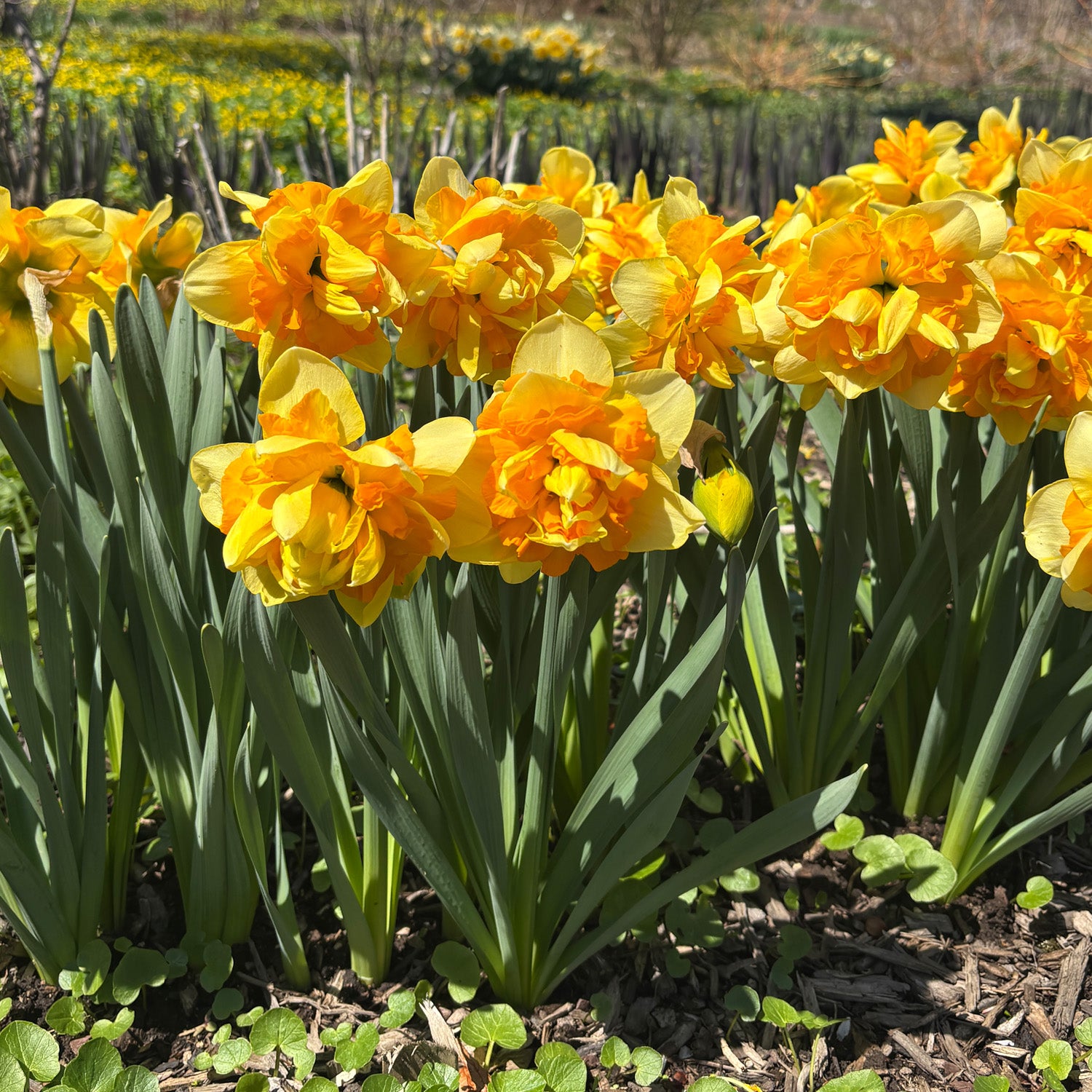 Sun Catchers Daffodil Bulbs
