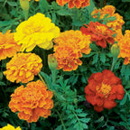 Happy Days Mixed Colors Marigold