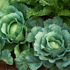 Brunswick Cabbage