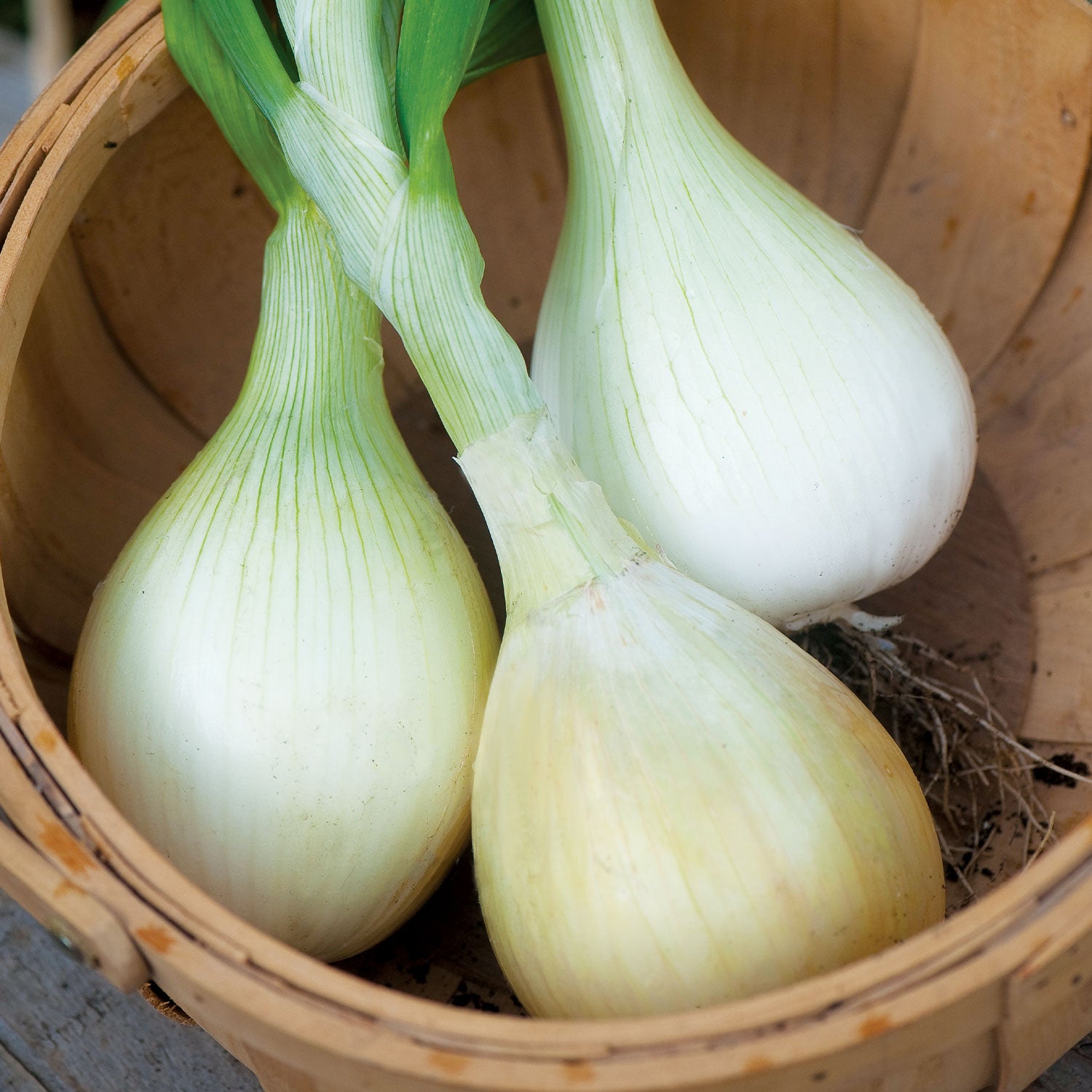 Exhibition Onion