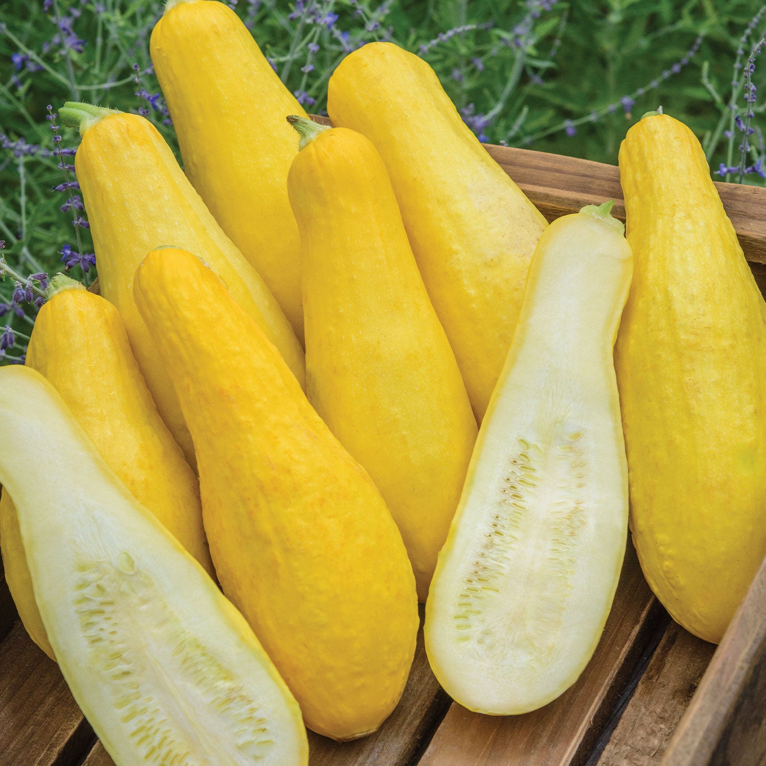 Early Prolific Straightneck Summer Squash