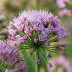 In Orbit PPAF Allium