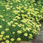 Moonbeam Coreopsis