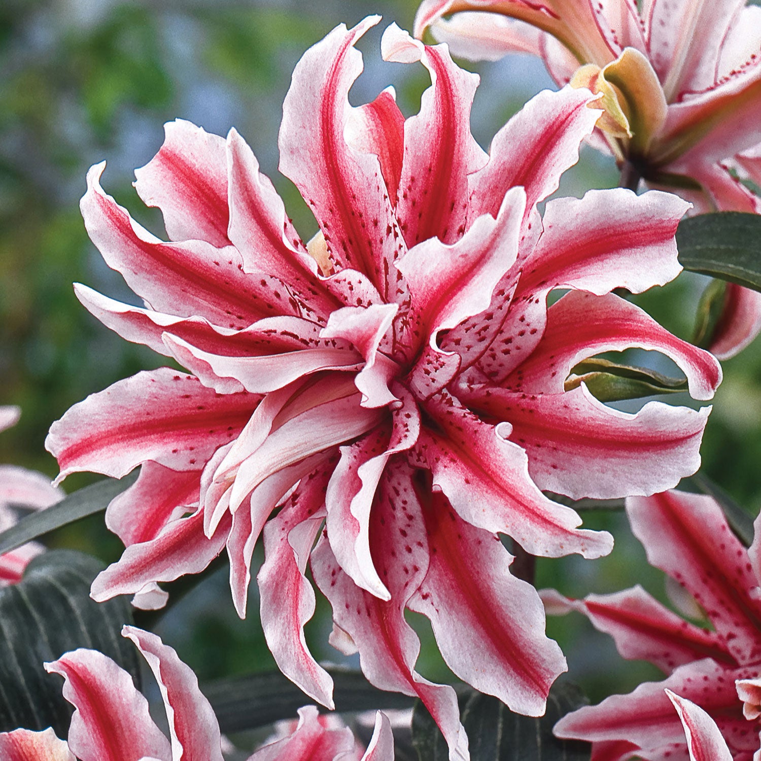 Oriental Magic Star Lily Bulb