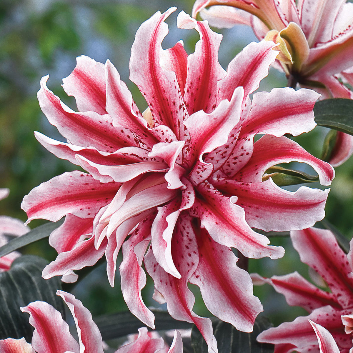Oriental Magic Star Lily Bulb