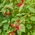 Prelude Raspberry Bare Roots