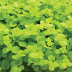 Goldilocks Lysimachia (Creeping Jenny)