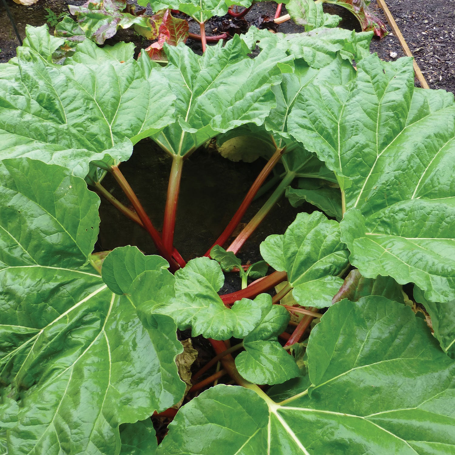 Crimson Red Rhubarb Bulbs