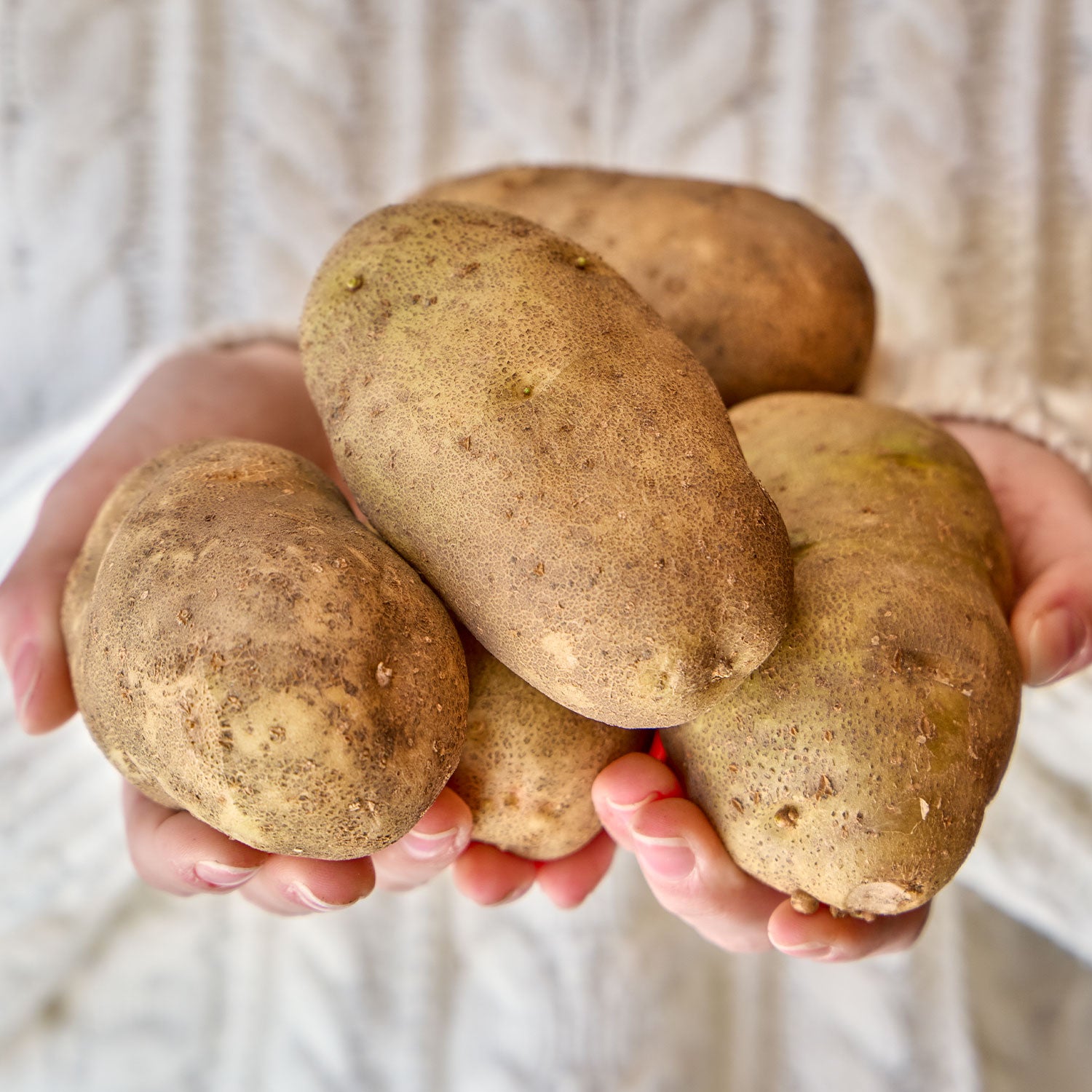 Rocky Mountain Russet Potato Tubers