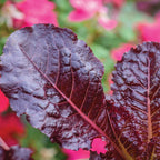 Burgundy Delight Lettuce