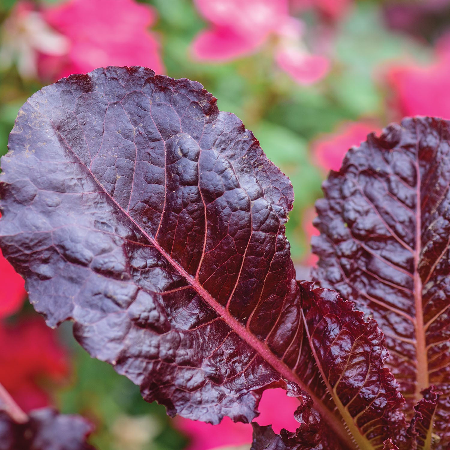 Burgundy Delight Lettuce