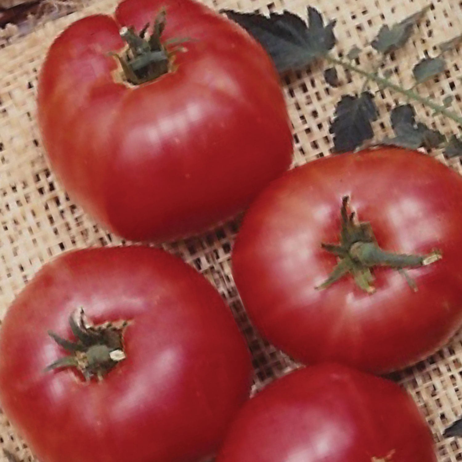 German Johnson Tomato