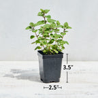 Greek Oregano