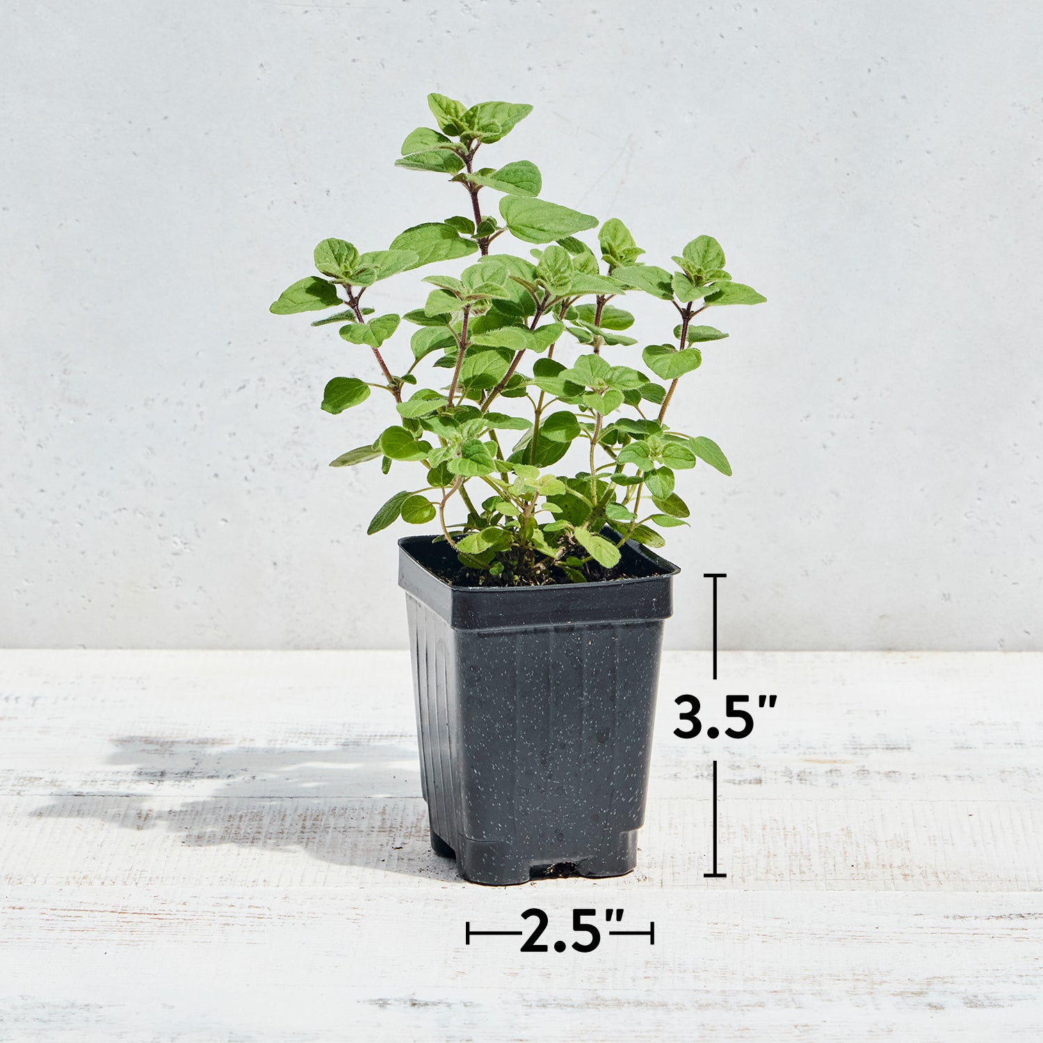 Greek Oregano