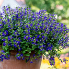 Surdiva Blue Violet Scaevola