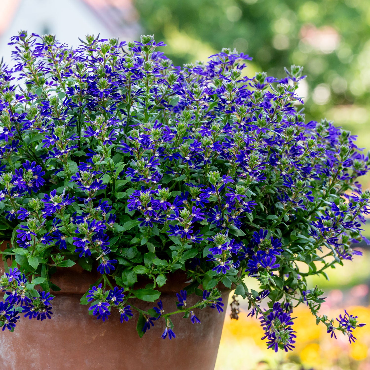 Surdiva Blue Violet Scaevola