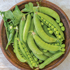 Super Snappy Pea