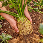 Brilliant Celeriac