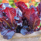 Burgundy Delight Lettuce