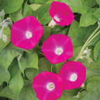 Scarlett O Hara Morning Glory