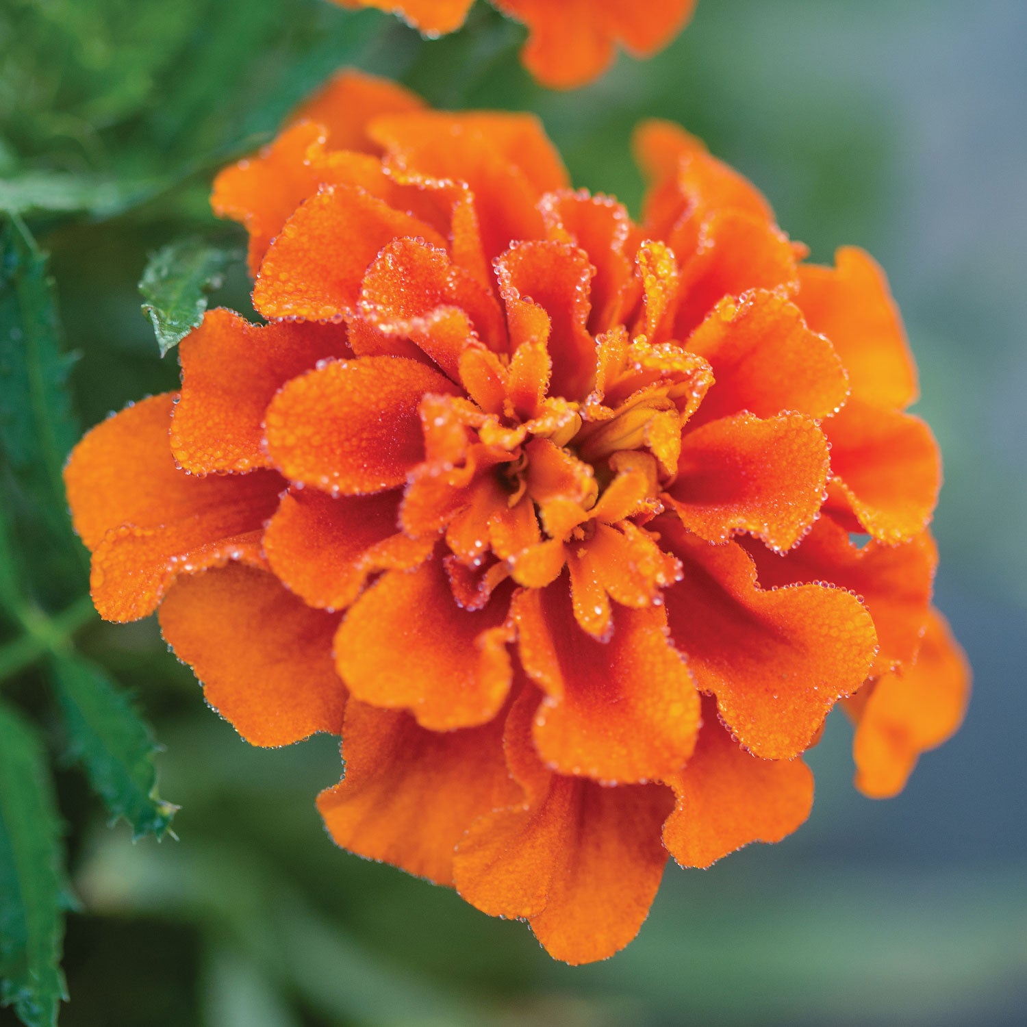 Triple Treat Marigold
