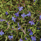 Crystal Palace Blue Lobelia