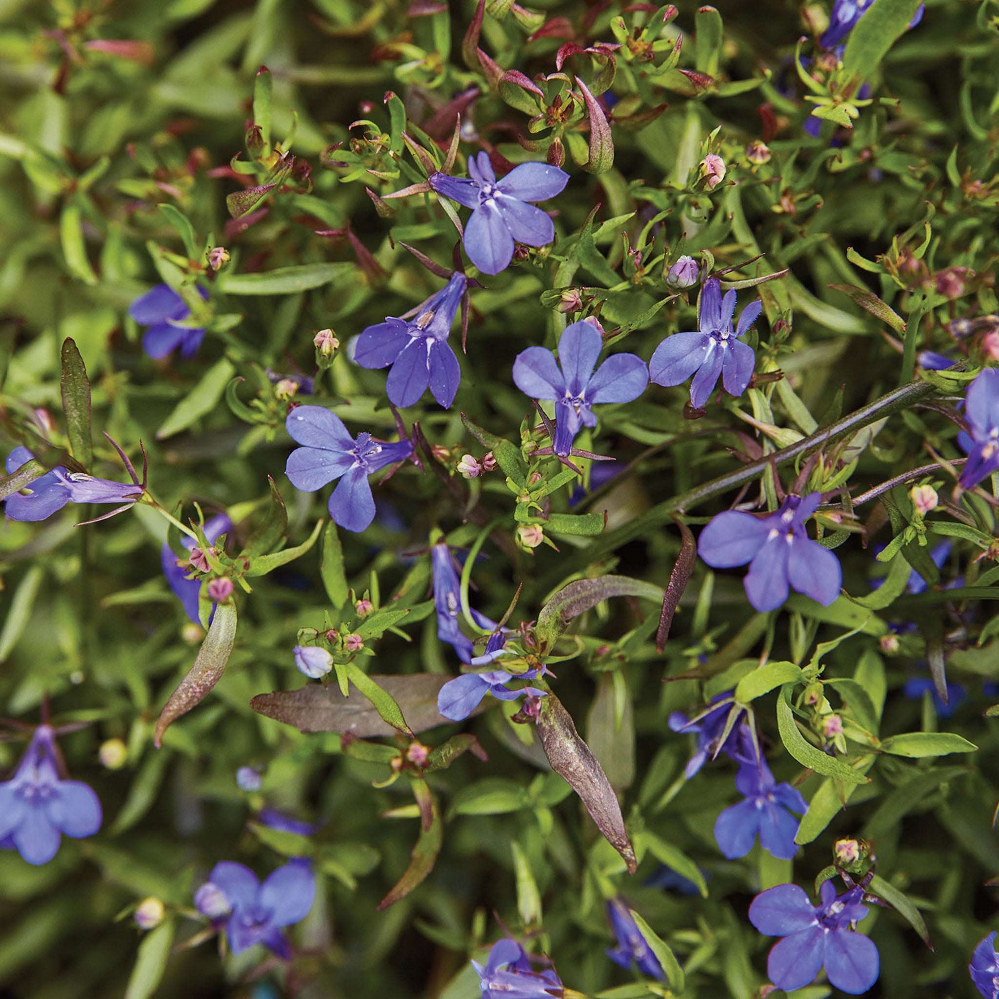 Crystal Palace Blue Lobelia