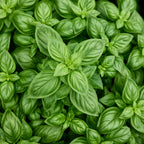 Monteverde Late Flowering Basil