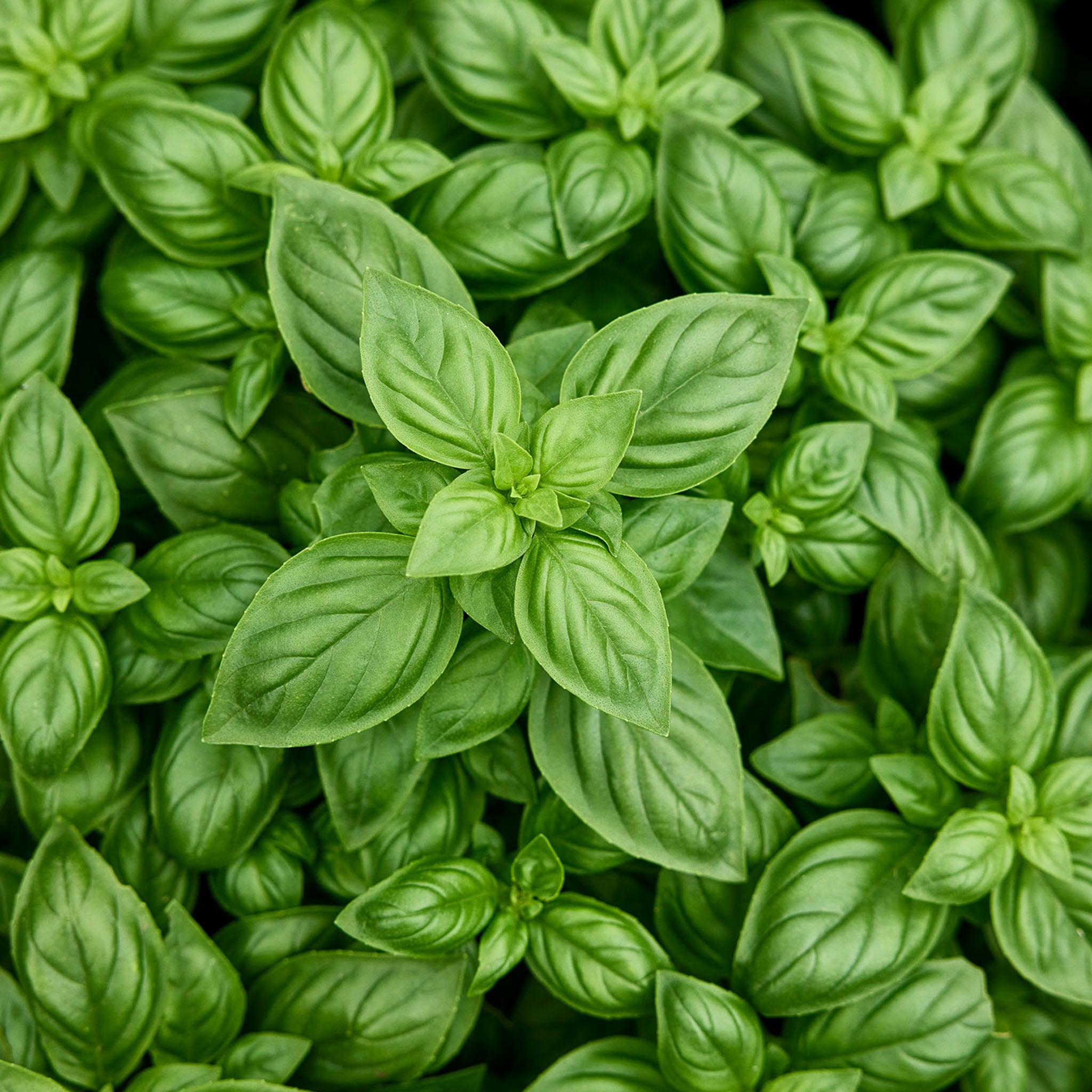 Monteverde Late Flowering Basil