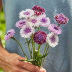 Burgundy Beauties Mix Cornflower
