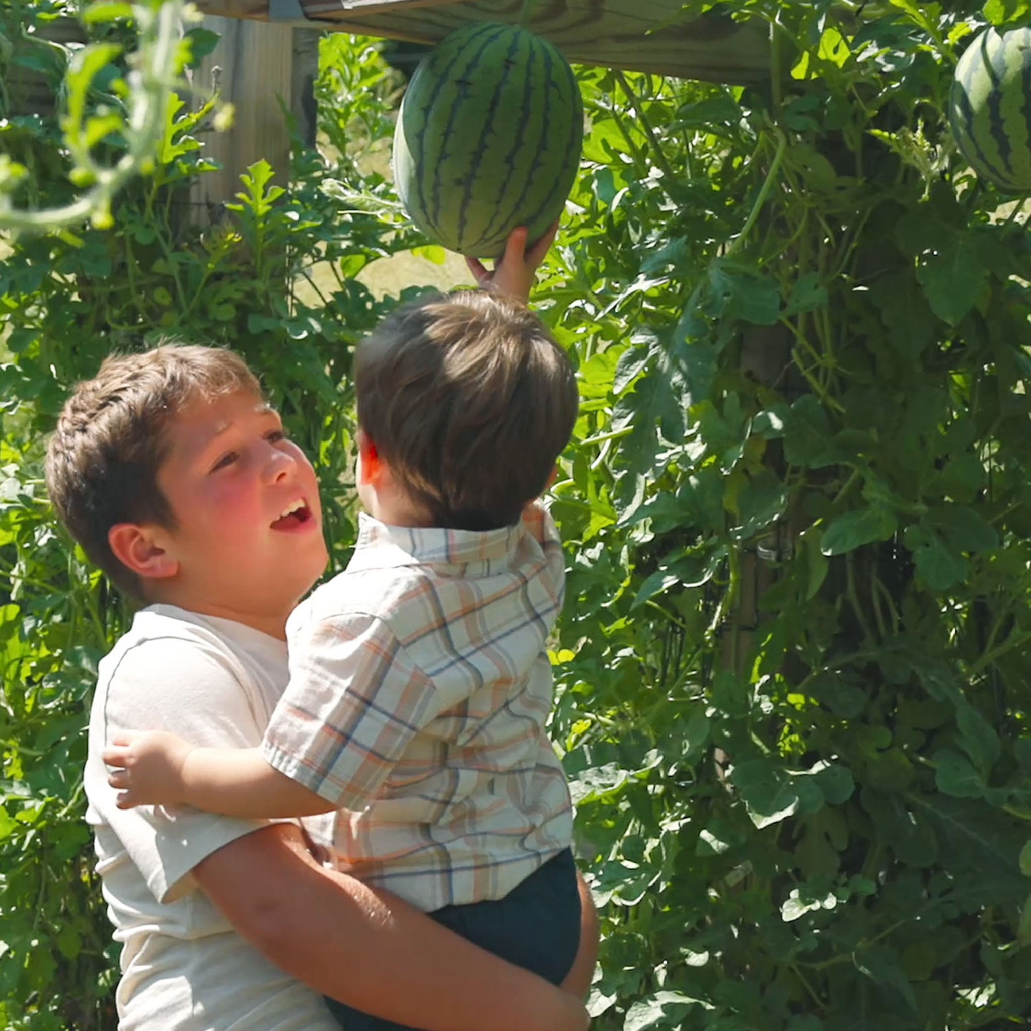 Mini-Me Watermelon