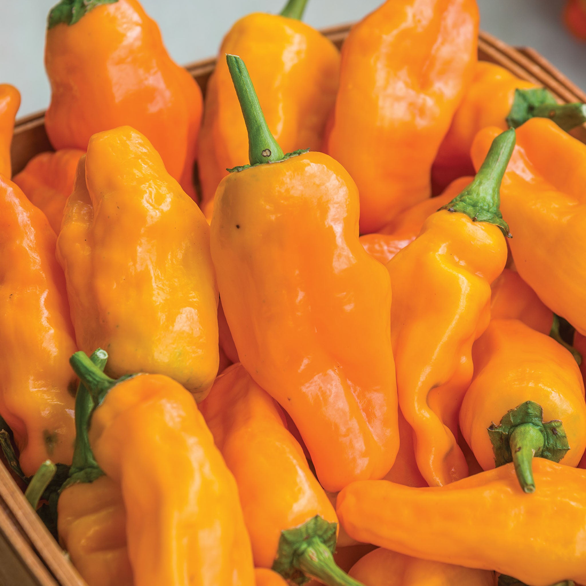 Orange Pepperoncini Hot Pepper