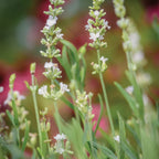 Lacy Frills Lavender