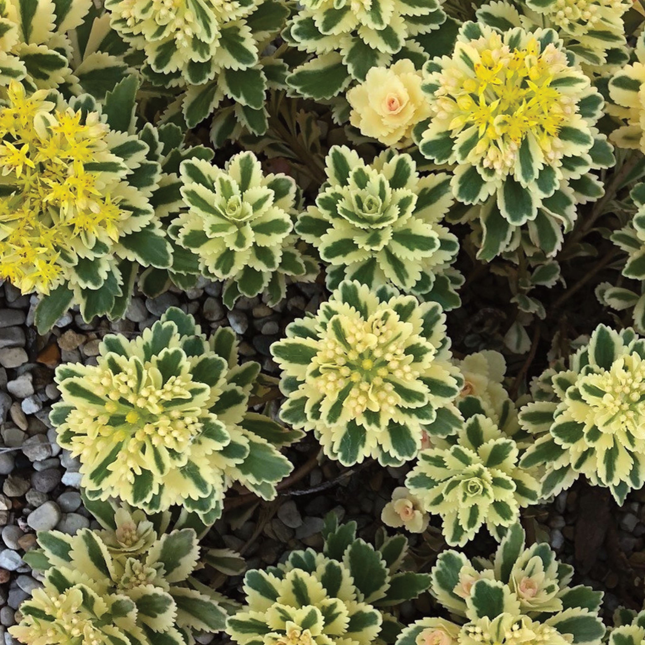 Atlantis Sedum