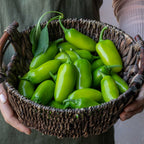 Jalapeño Gigante Hot Pepper