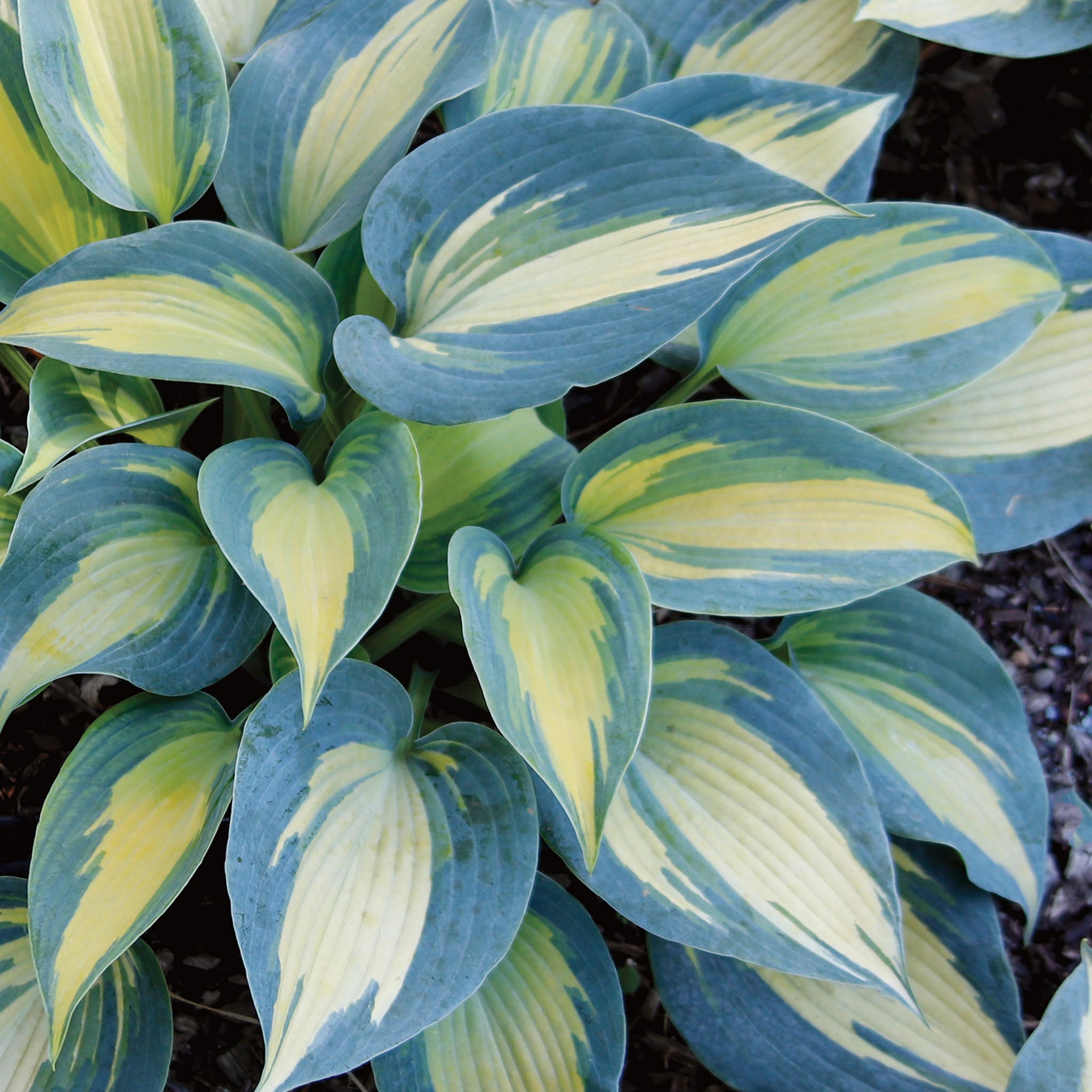 Magic Island Hosta Bare Roots