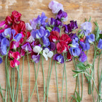 Sweet Dreams Mix Sweet Pea