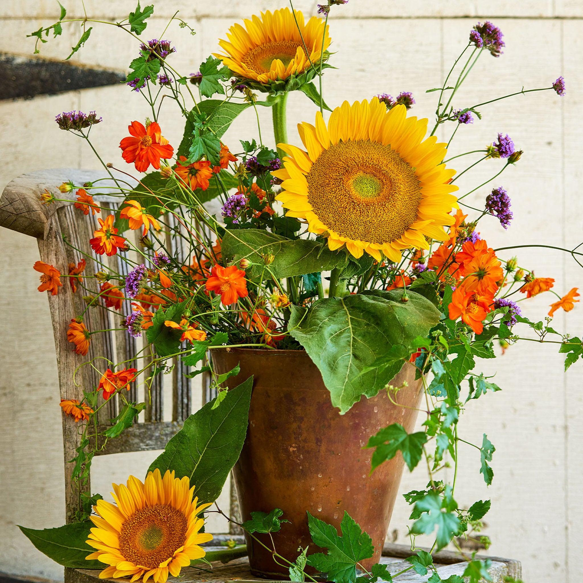 Van Glow Sunflower