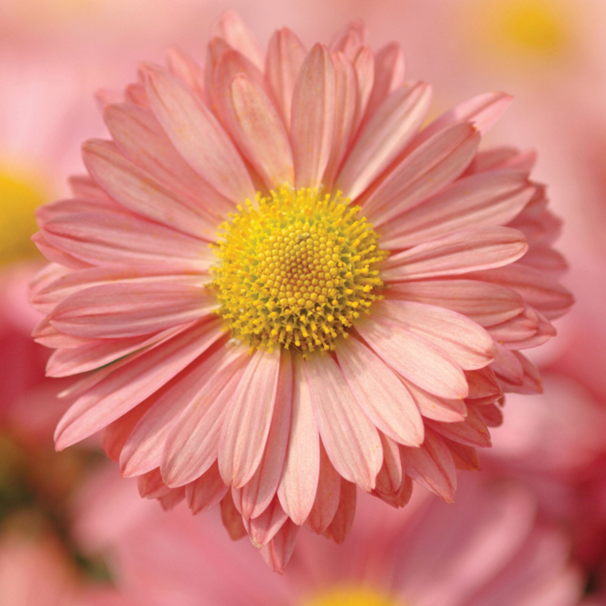 Mammoth Daisy Coral Garden Mum