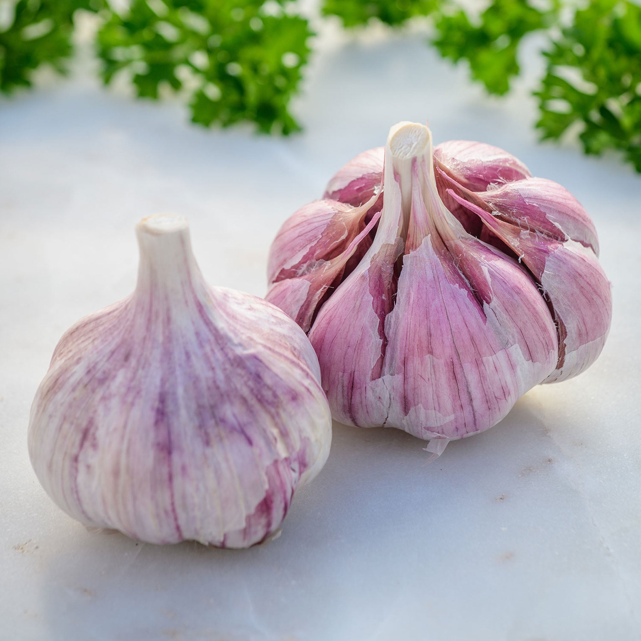 Chesnok Red Garlic Bulbs