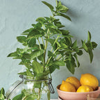 Limoncello Lemon Scented Basil