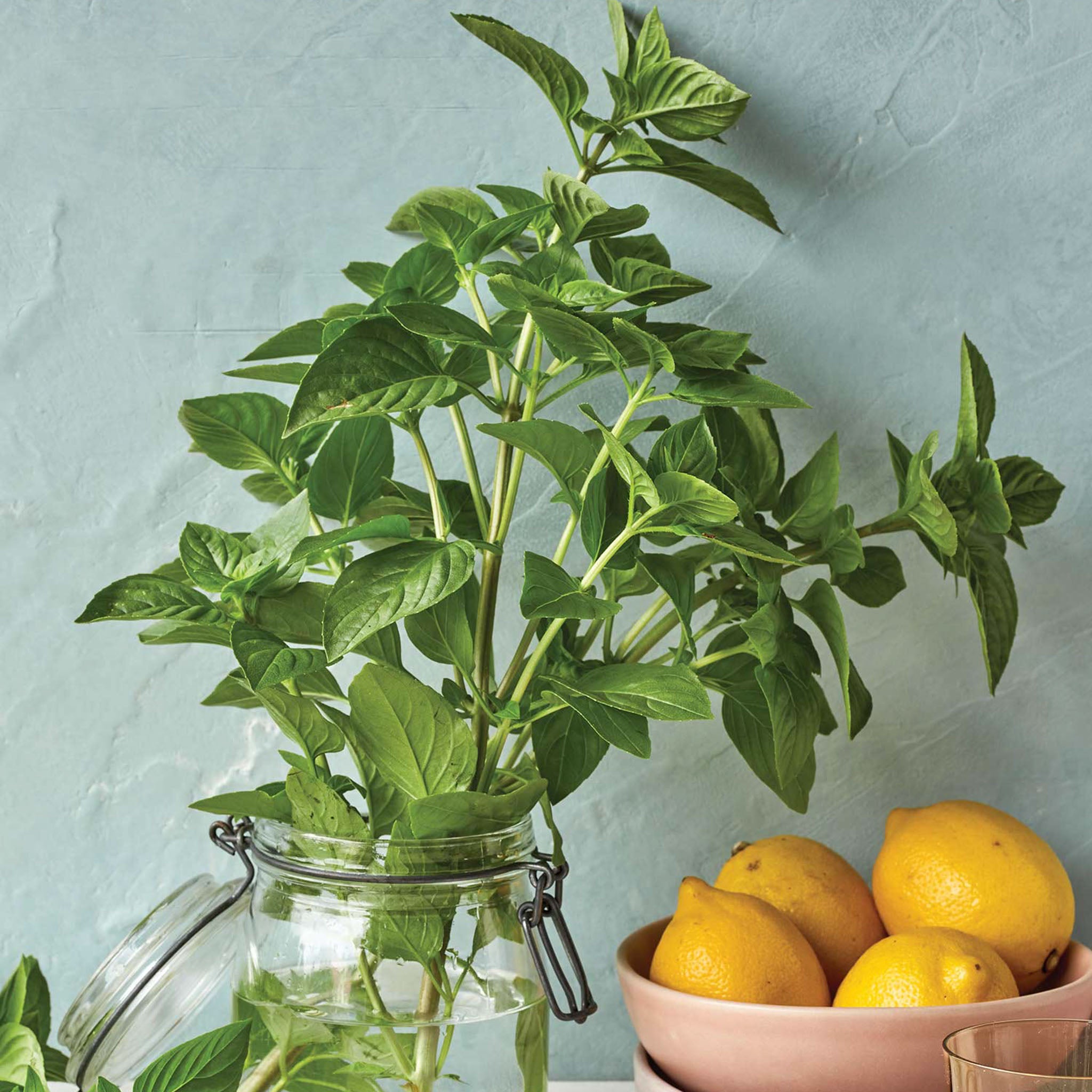 Limoncello Lemon Scented Basil
