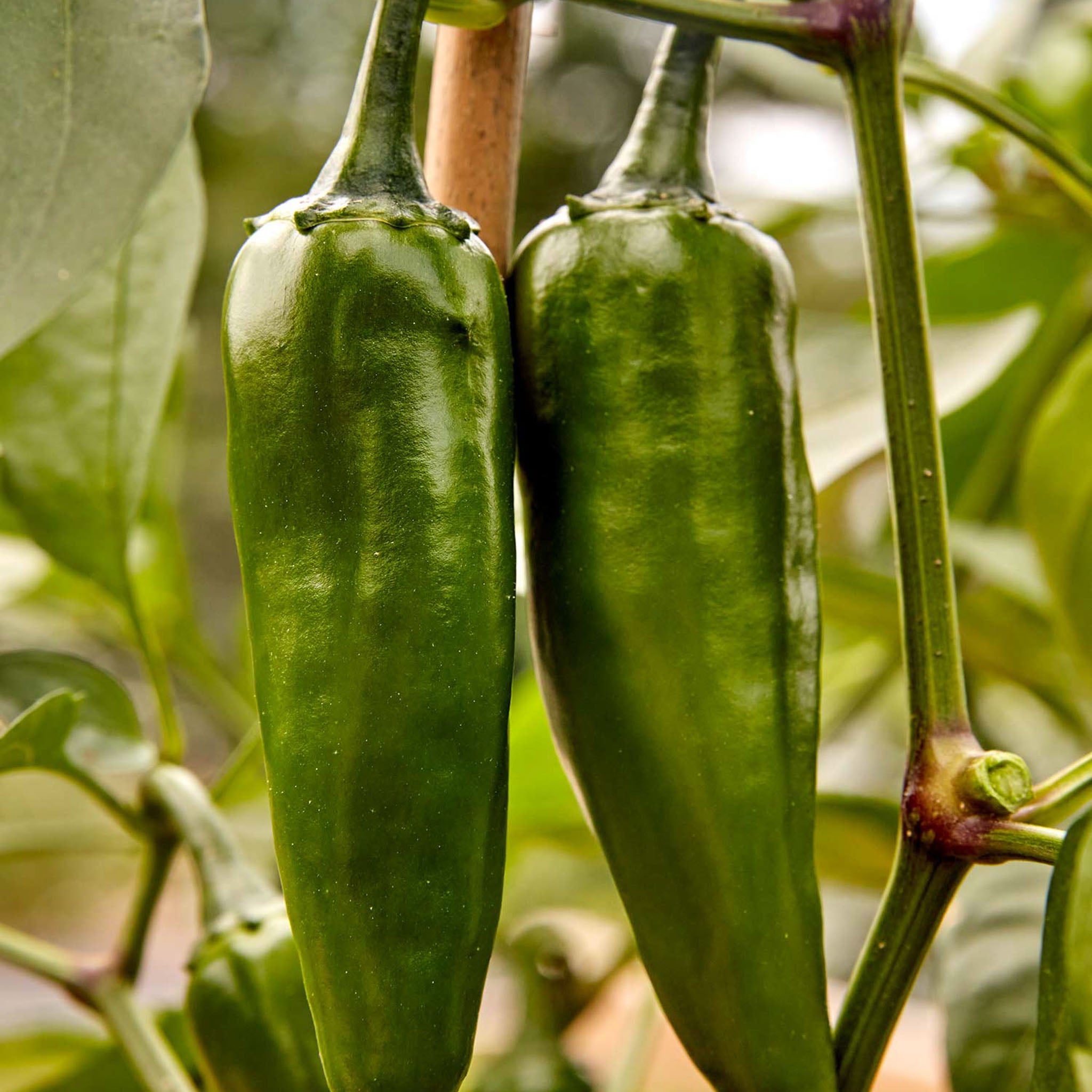 Pot-a-Peño Hot Jalapeno Pepper