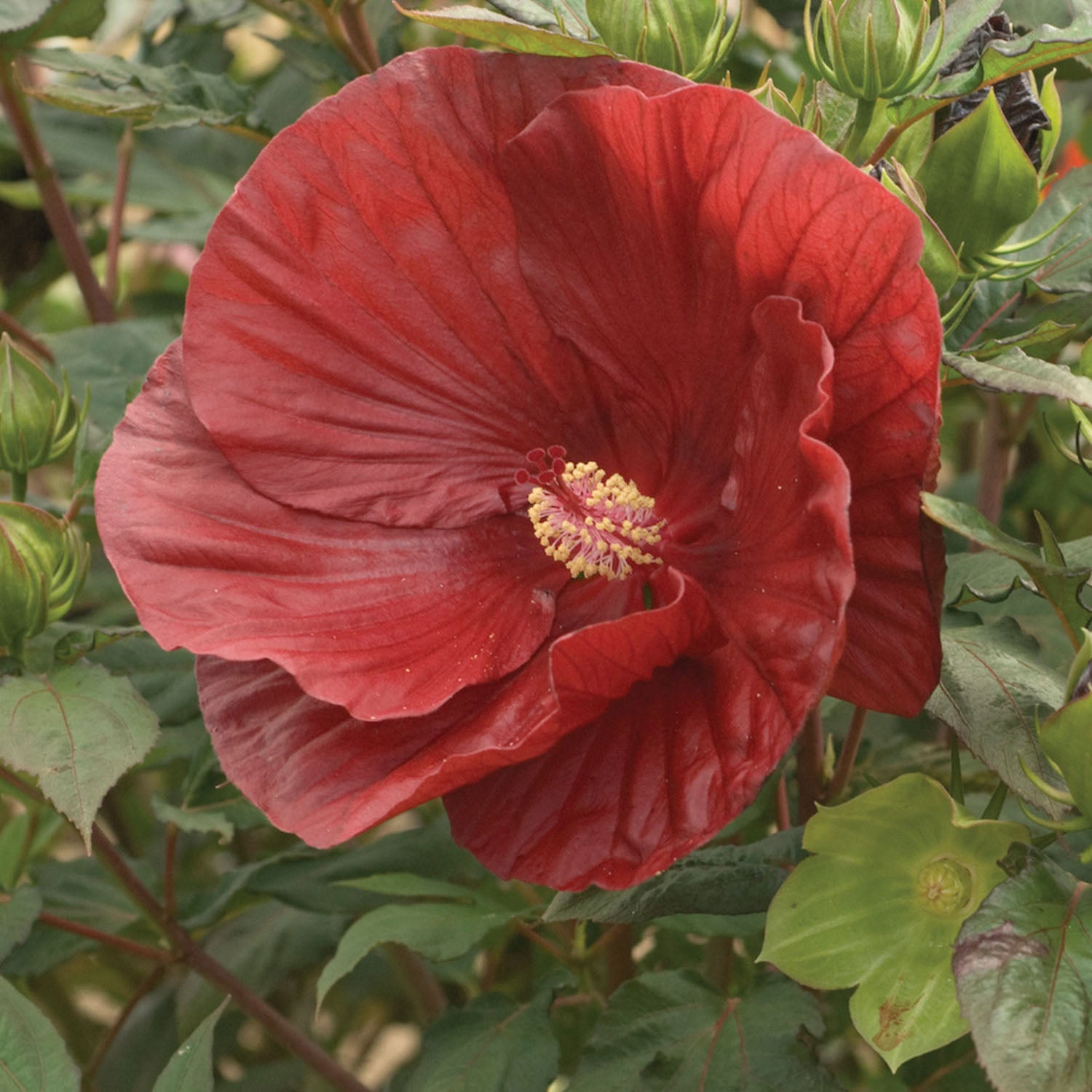 Summerific® Cranberry Crush Hibiscus