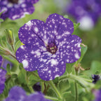 Night Sky Petunia