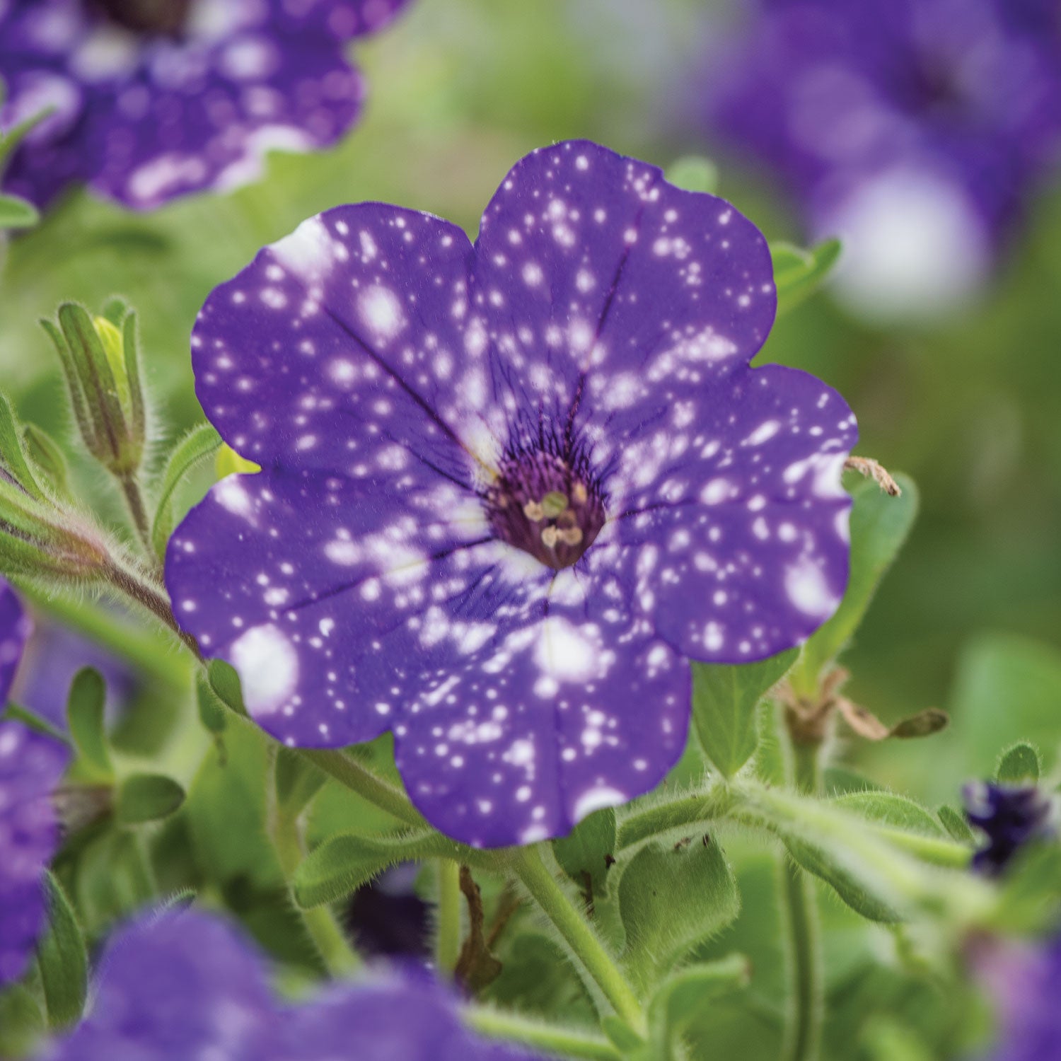 Night Sky Petunia
