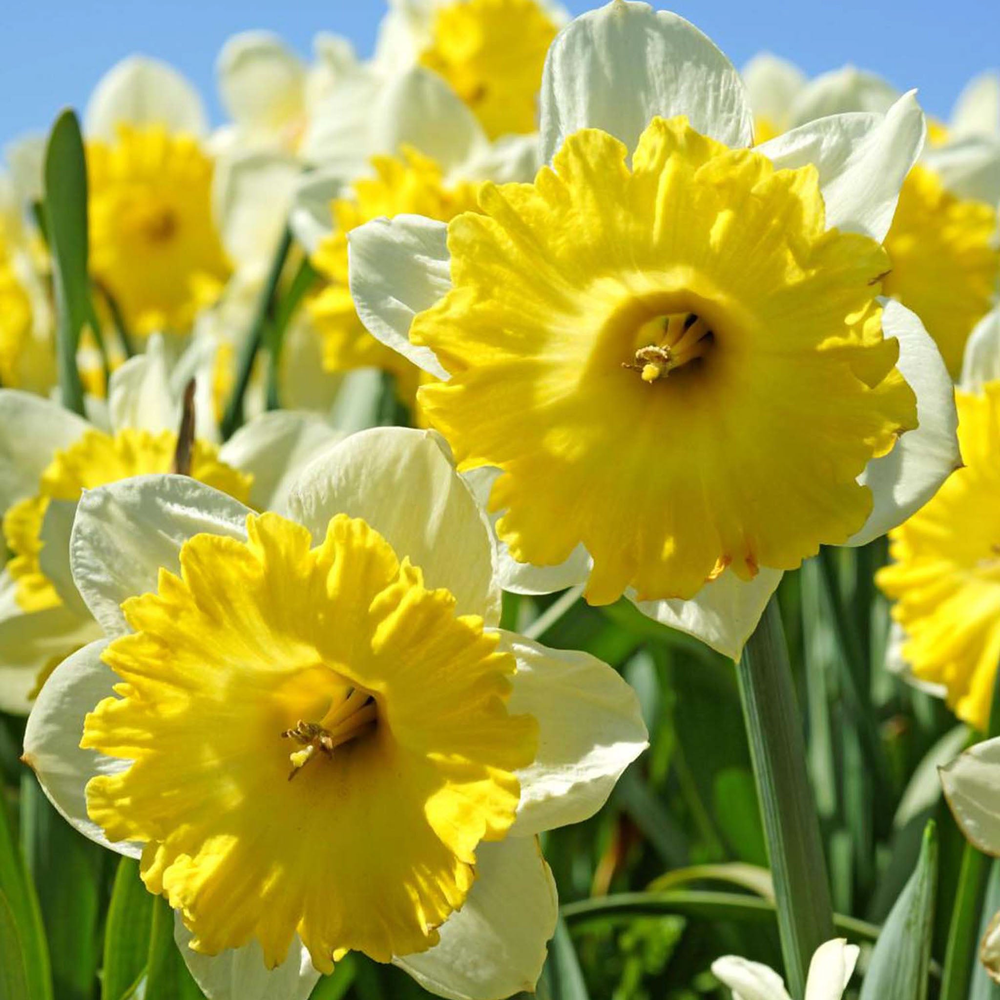 Dinnerplate Daffodil Bulbs