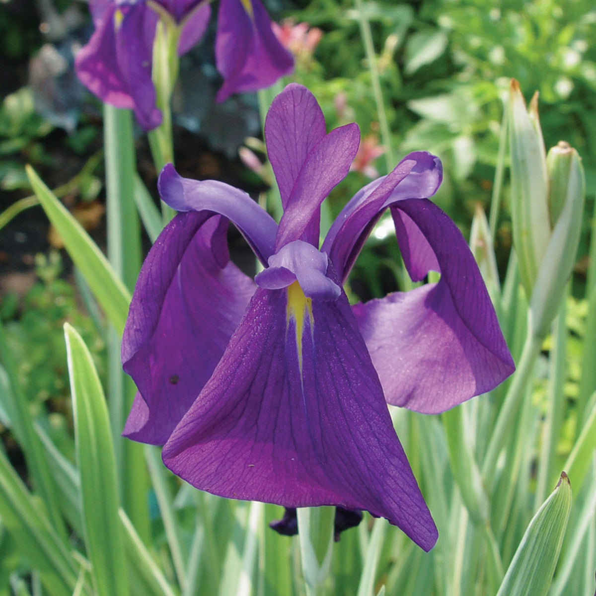 Variegata Iris Ensata Bare Roots