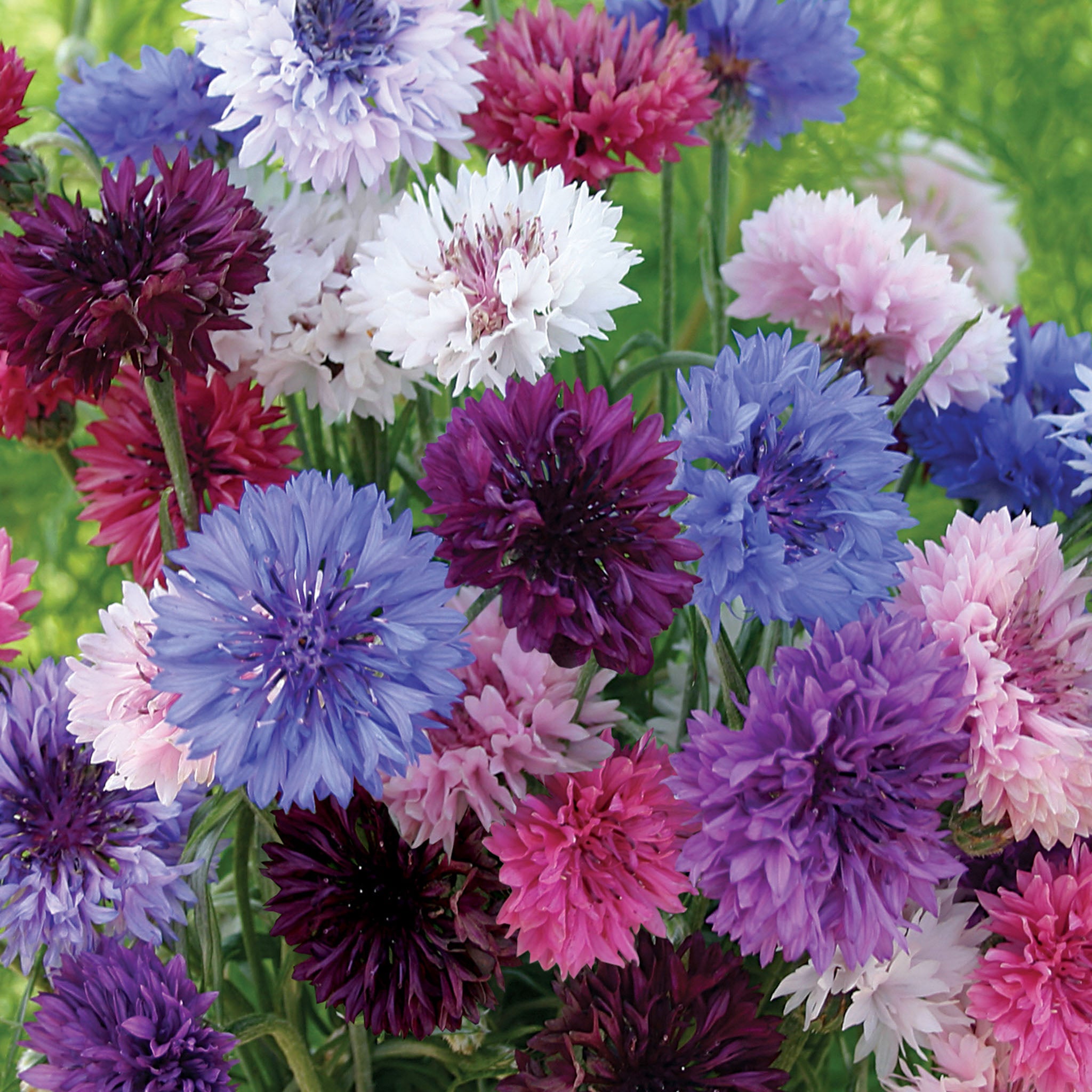 Tall Double Mixed Colors Cornflower