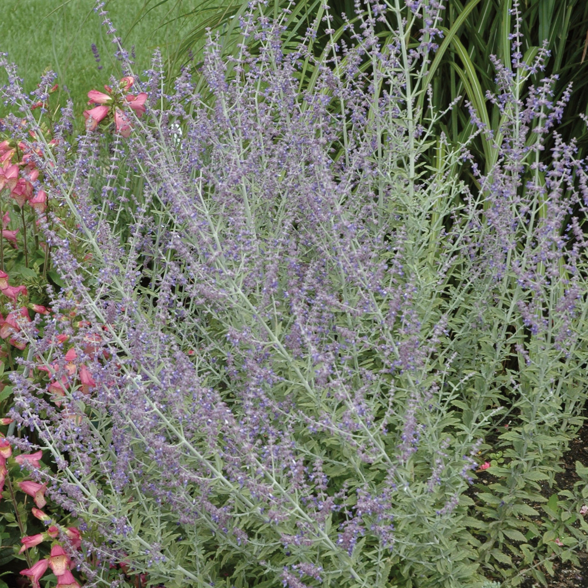 Rocketman Perovskia (Russian Sage)